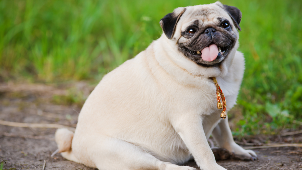 dog weight loss