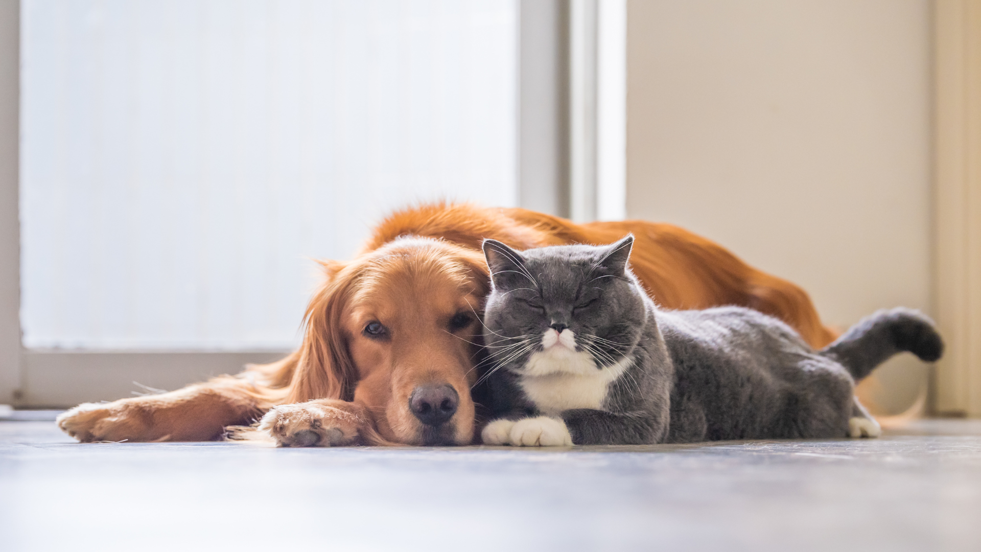 Dogs vs Cats: Analyzing Pet Ownership Trends