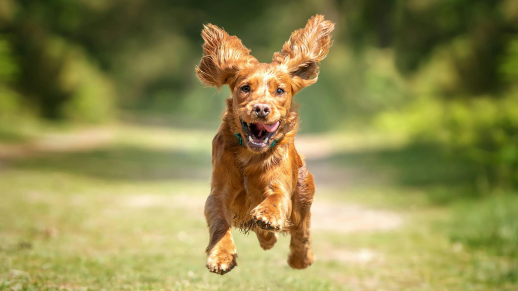 happy dog