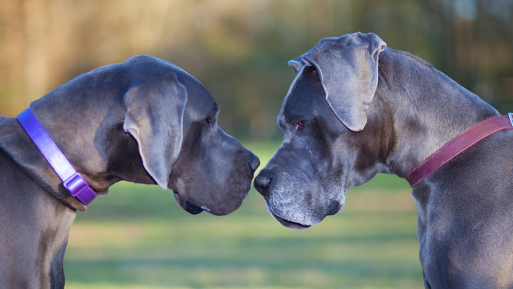 large dog breeds