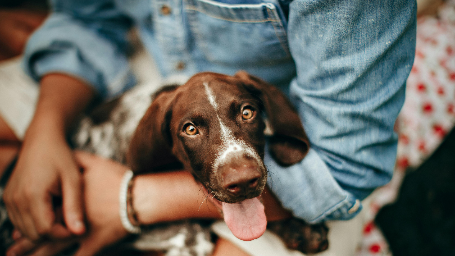 Best Personalized Dog Gifts: 25 Unique Ideas Dog Lovers Will Treasure