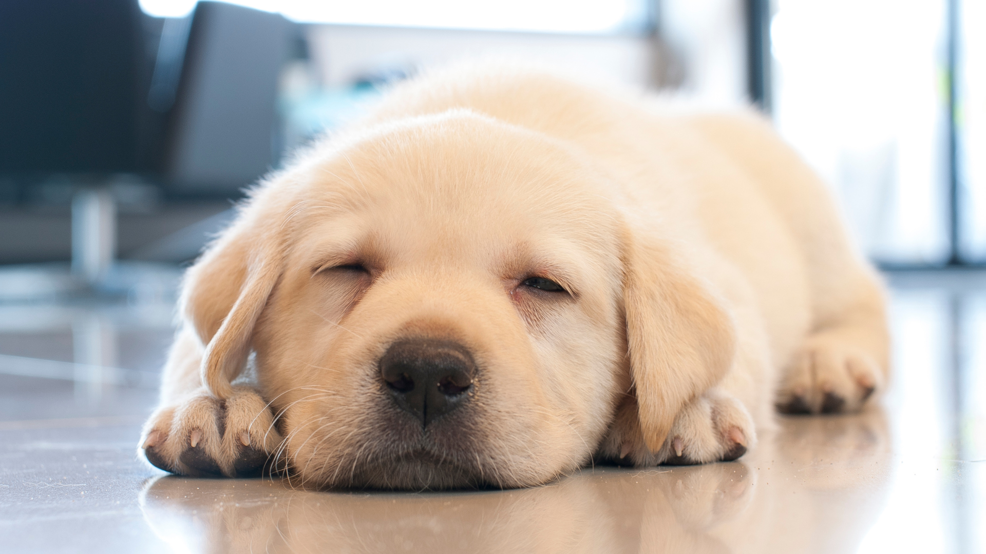 Puppy Sleeping Schedule by Age: How Much Sleep Does a Puppy Need?