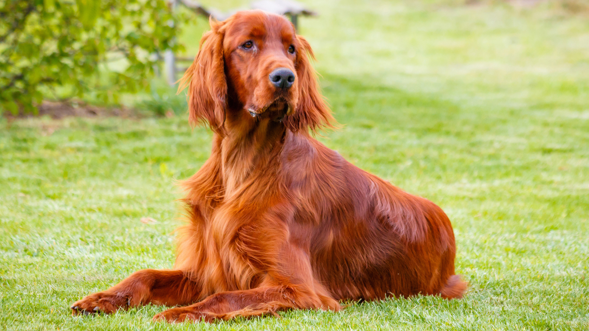 7 Red Dog Breeds You Won’t Believe Actually Exist