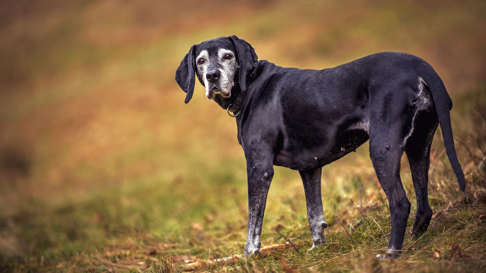 7 Physical Signs of Aging in Dogs