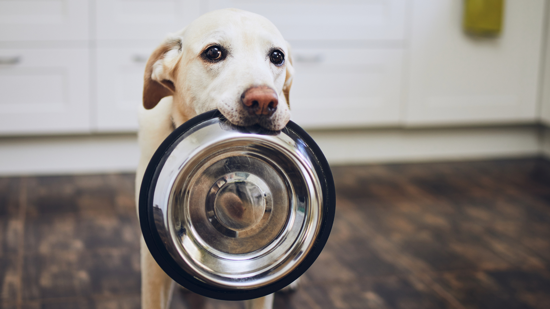 Why Is My Dog Always Hungry?